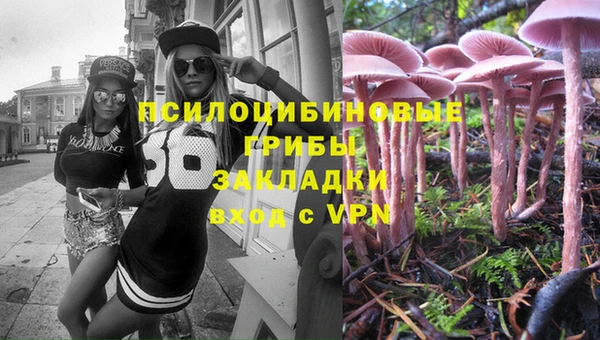 прущие грибы Алзамай