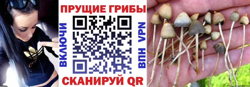 Галлюциногенные грибы мицелий  Ачинск 